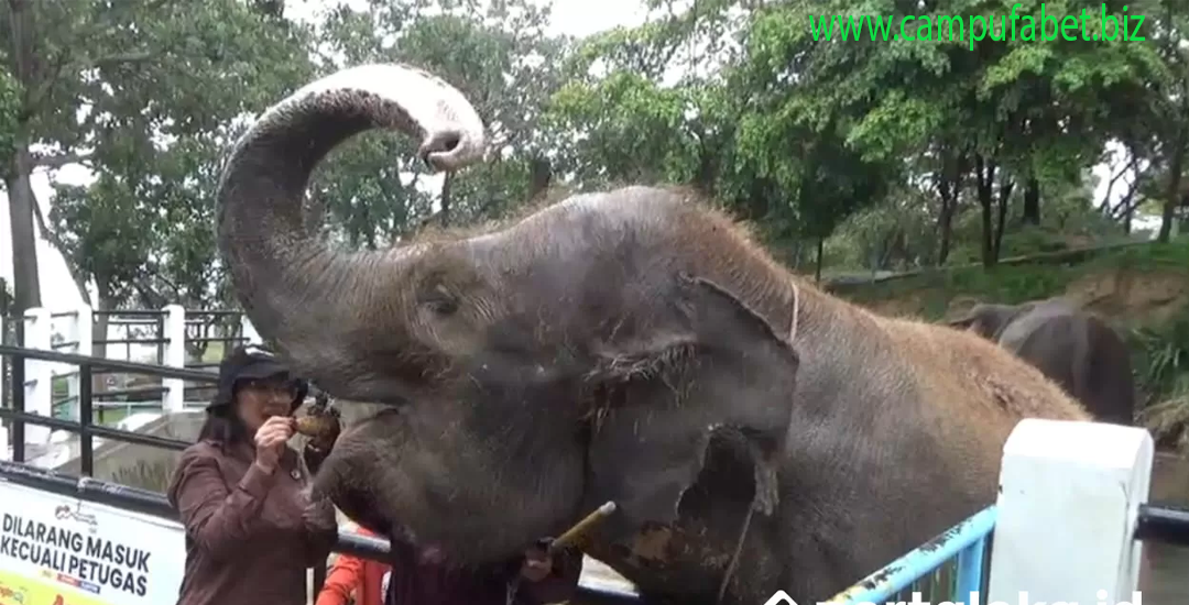 Viral Gajah di Taman Satwa